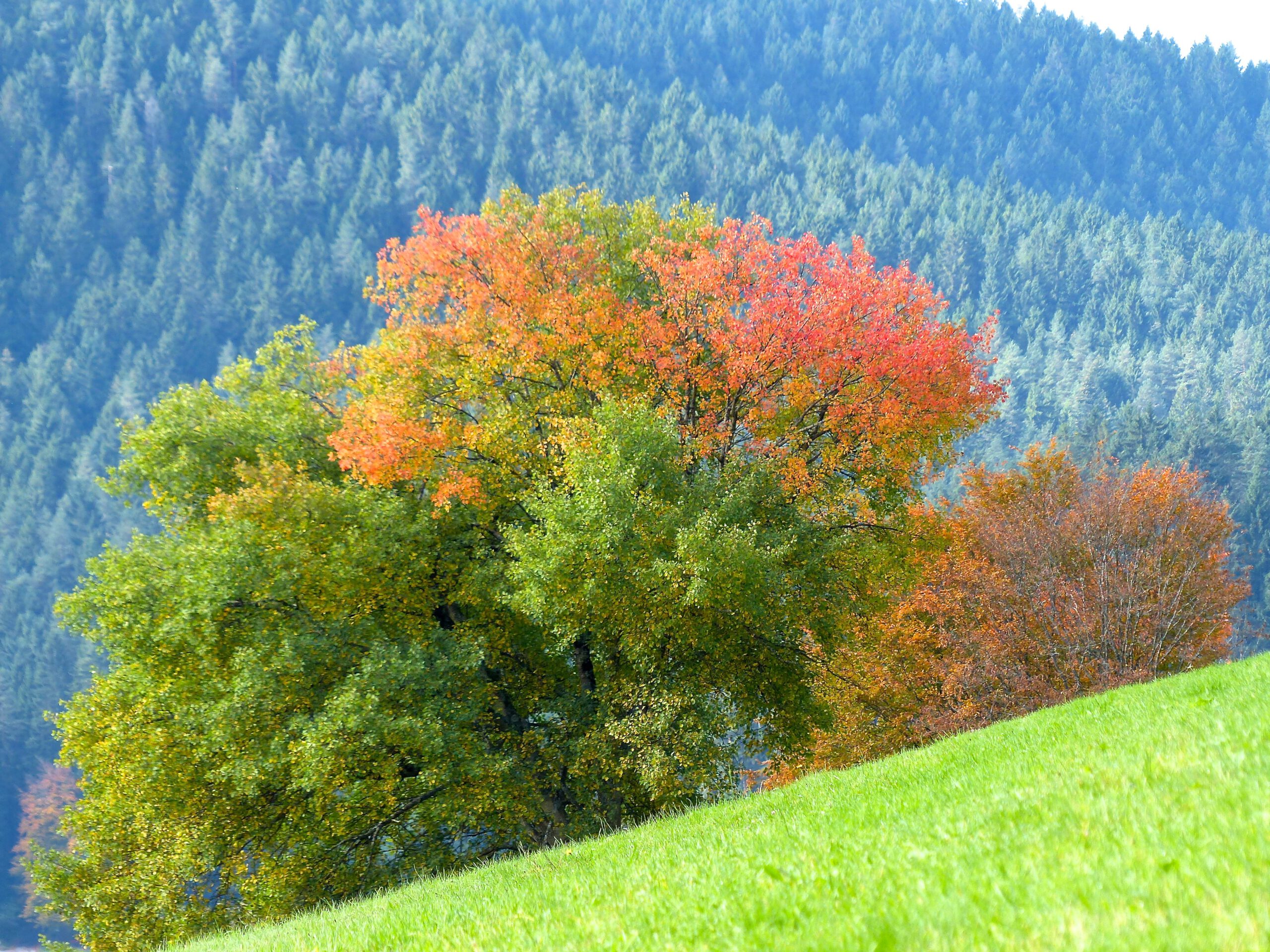 Holzkunst Durbach